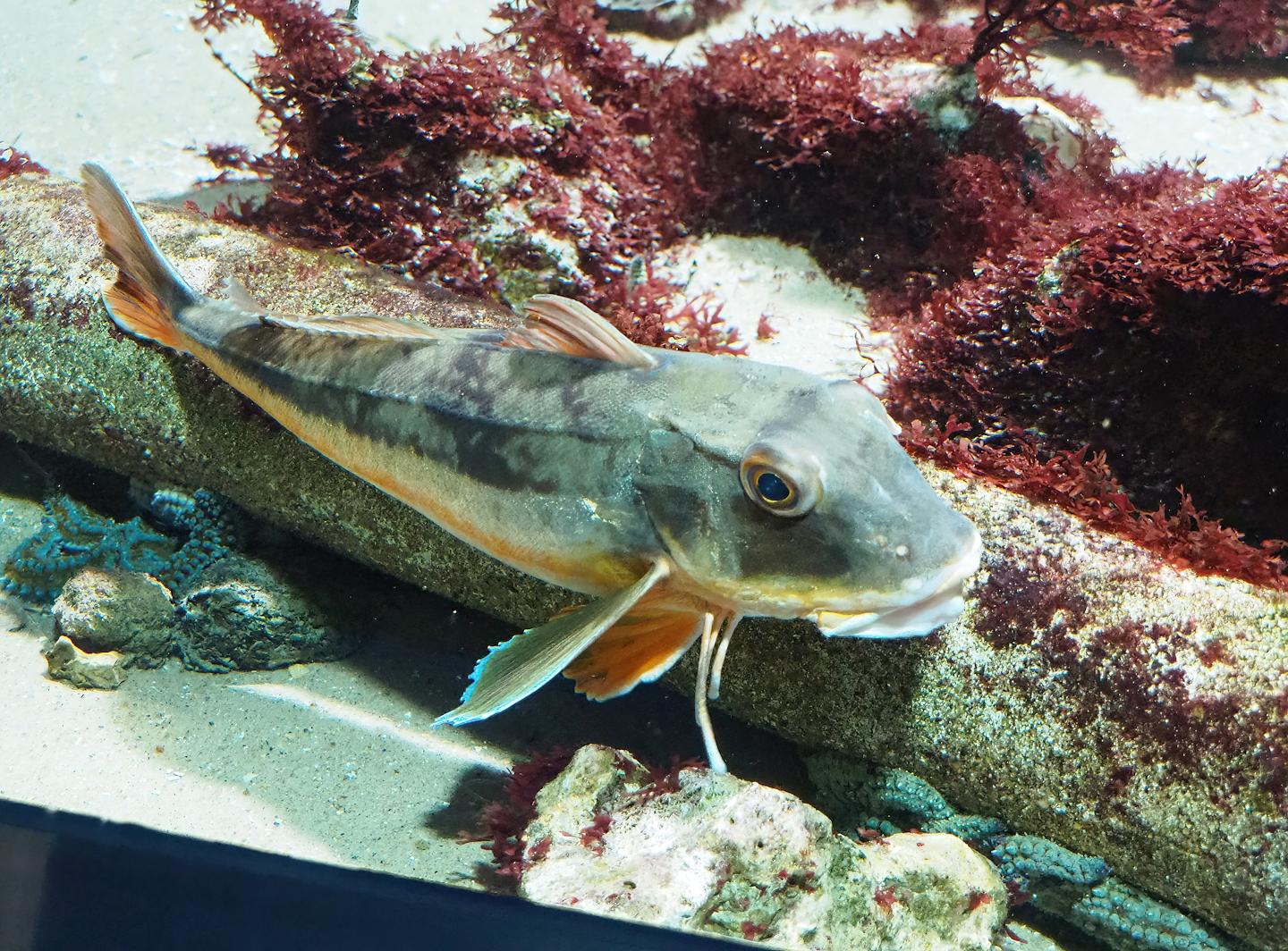 Tub gurnard (Chelidonichthys lucerna), 2023-04-08