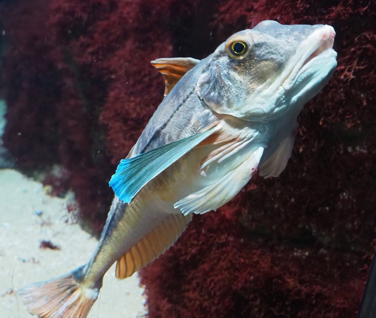 Tub gurnard (Chelidonichthys lucerna), 2023-07-22