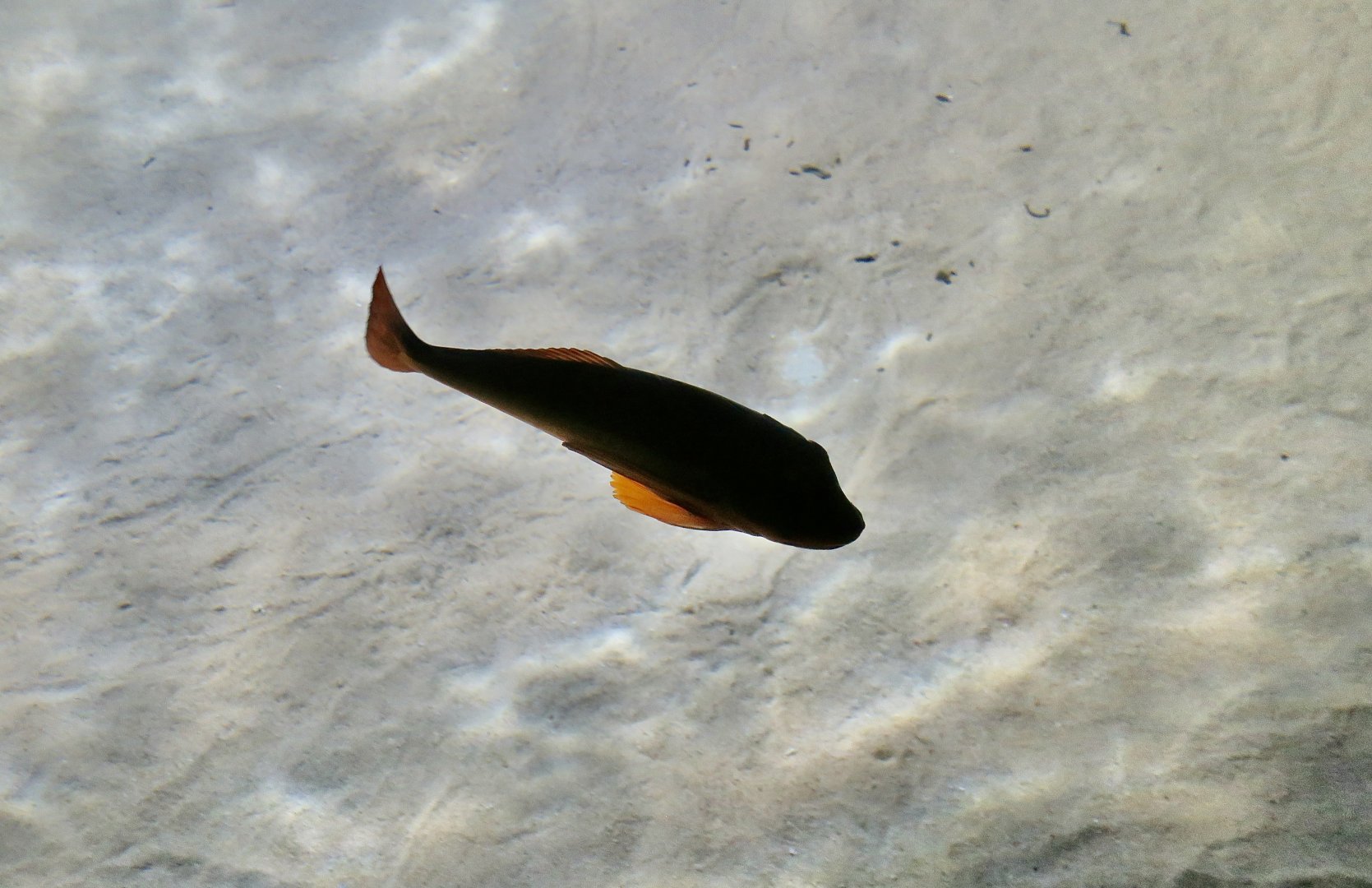 Tub Gurnard (Chelidonichthys lucerna) silhouette