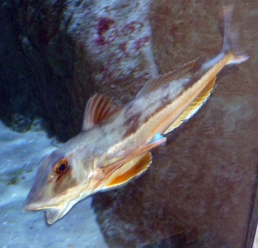 Tub gurnard (Chelidonichthys lucerna)