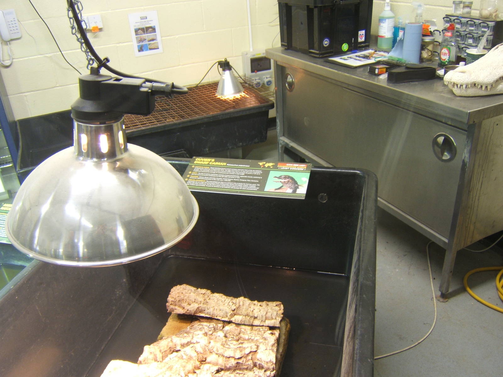 Tub with young Cuvier`s Dwarf Caiman