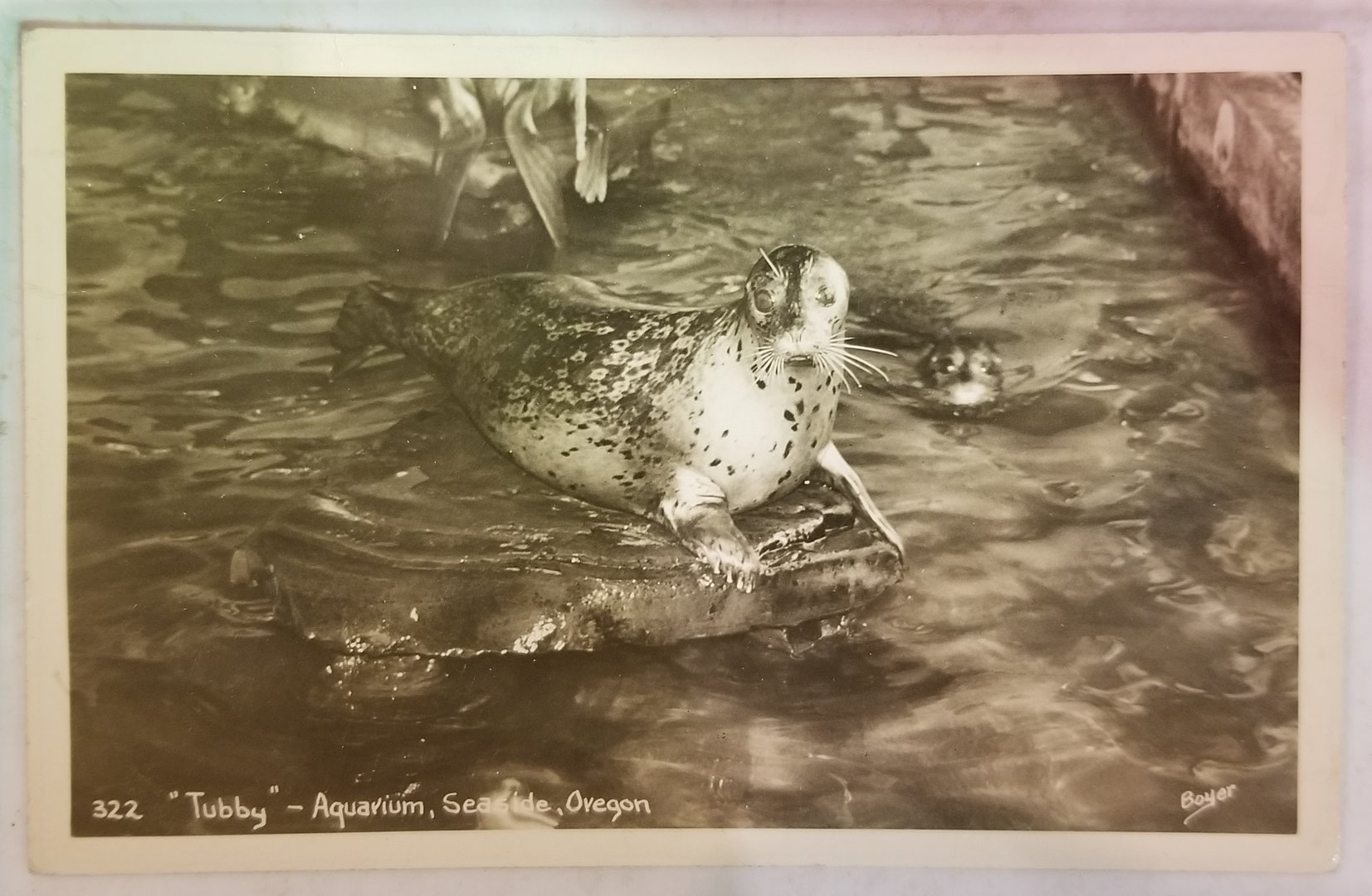 "Tubby" (Harbour seal)