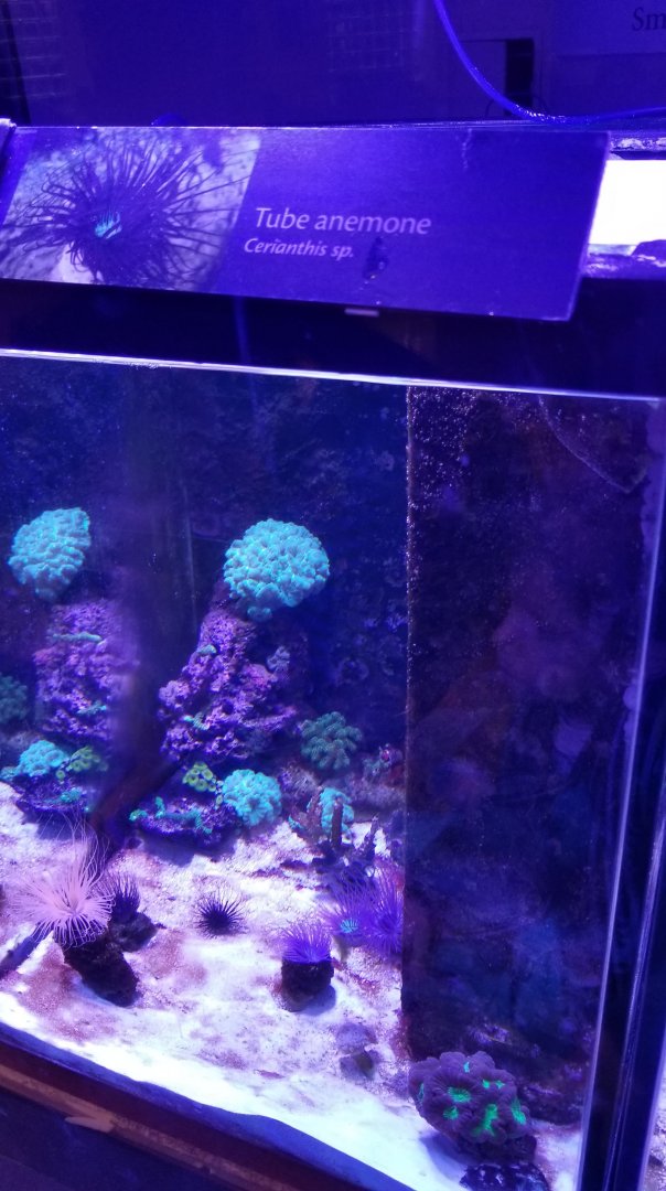 Tube Anemone, Amazonia