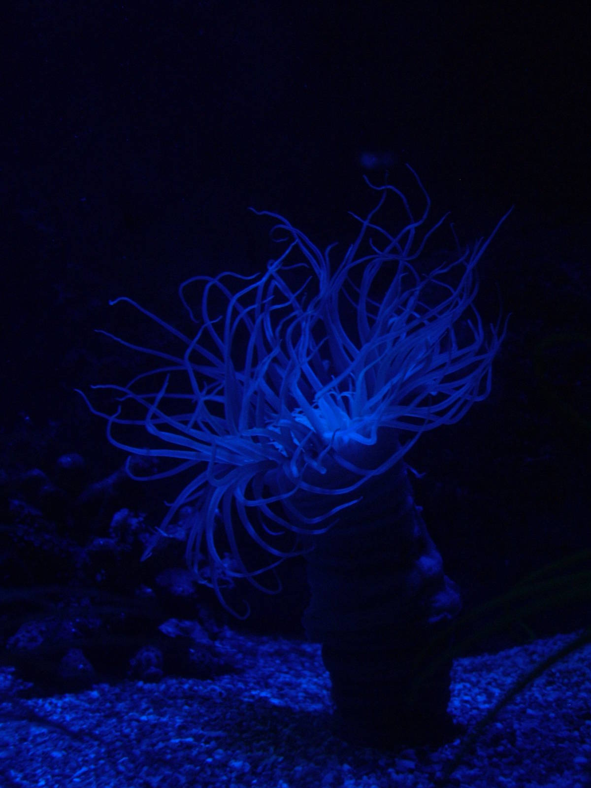 Tube Anemone at Oceanografic, 29/05/11