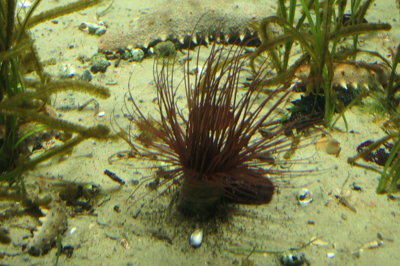 Tube anemone (Cerianthidae)