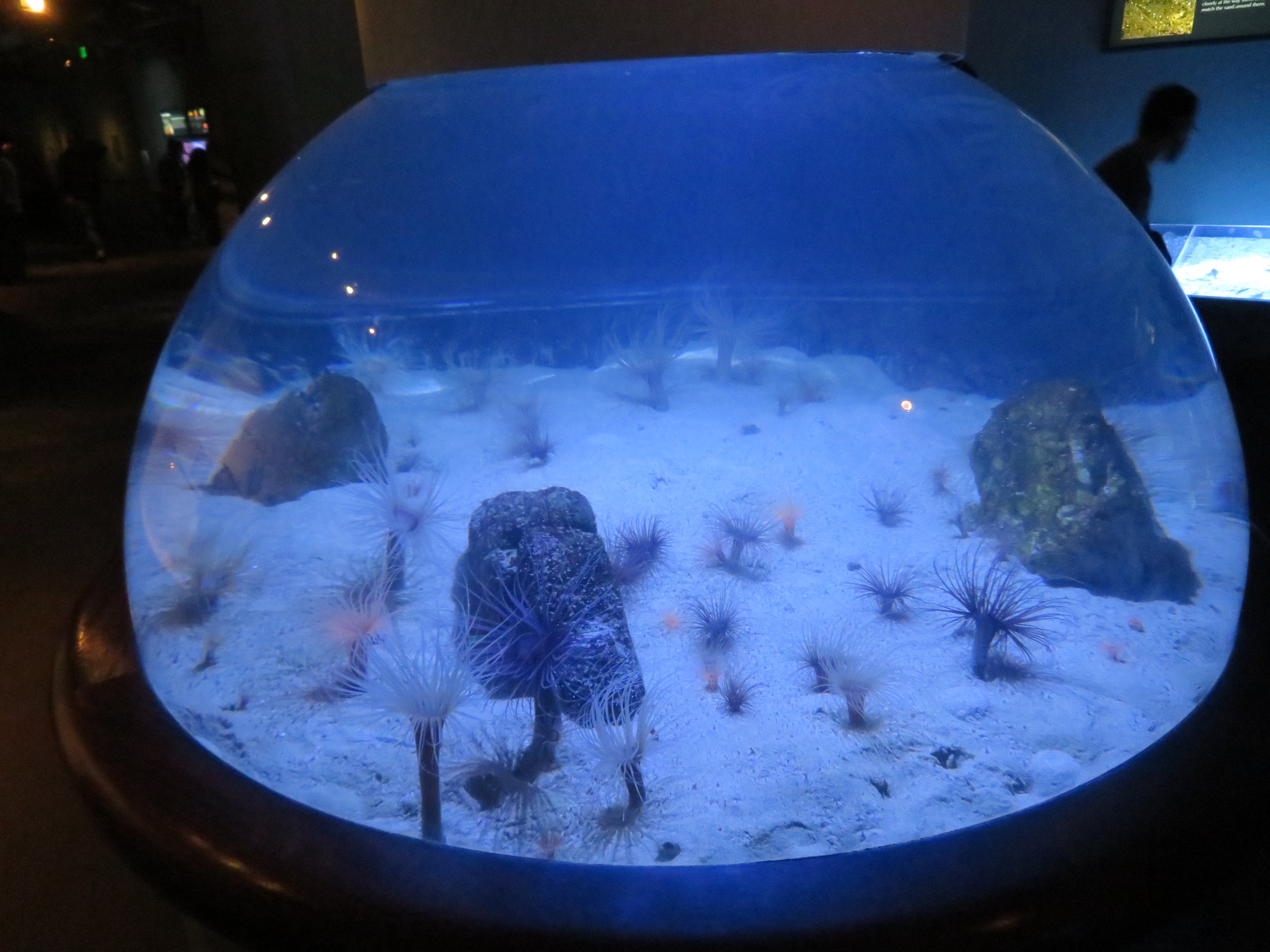 Tube Anemone Display