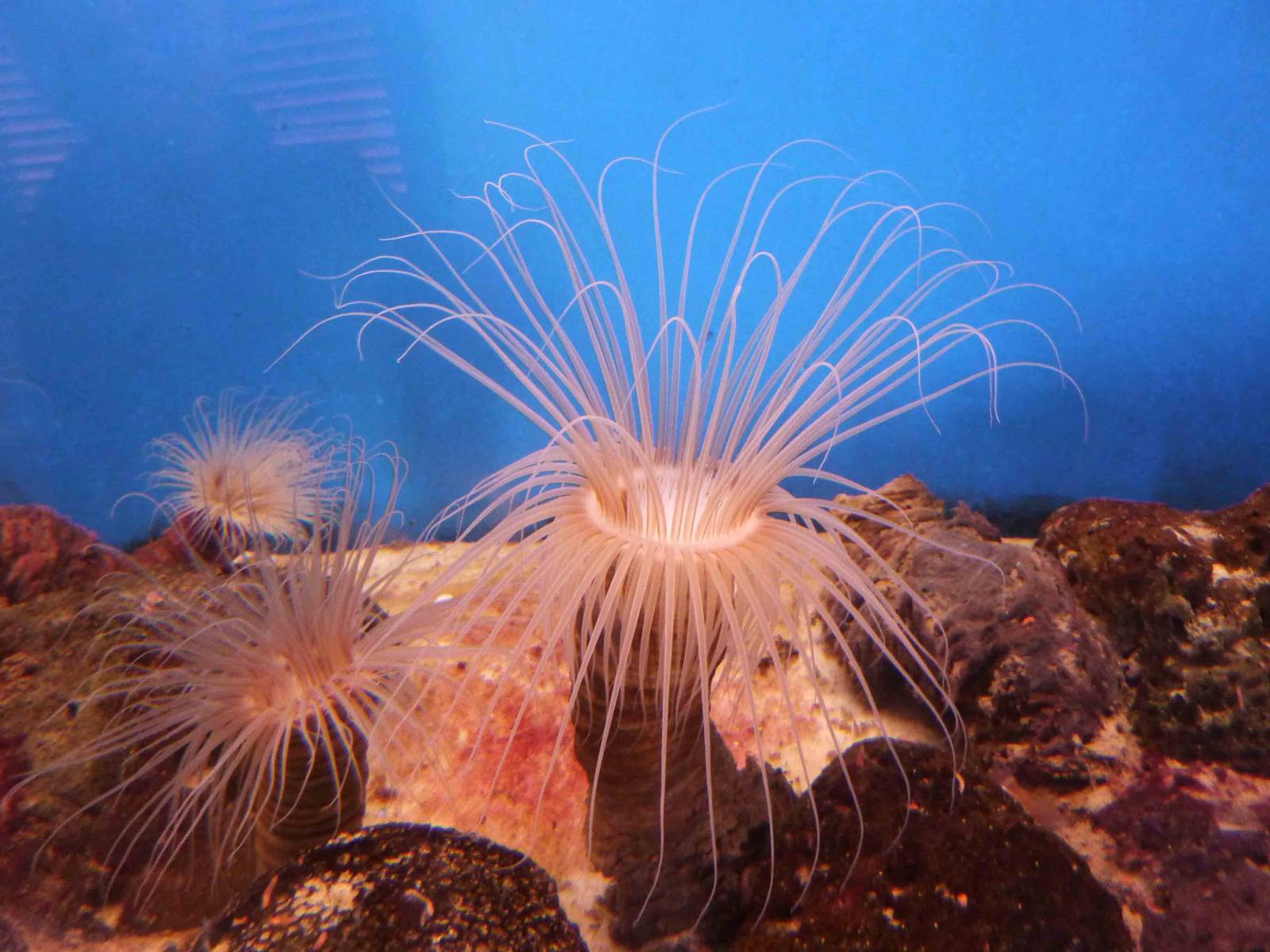 Tube anemones, May 2013.
