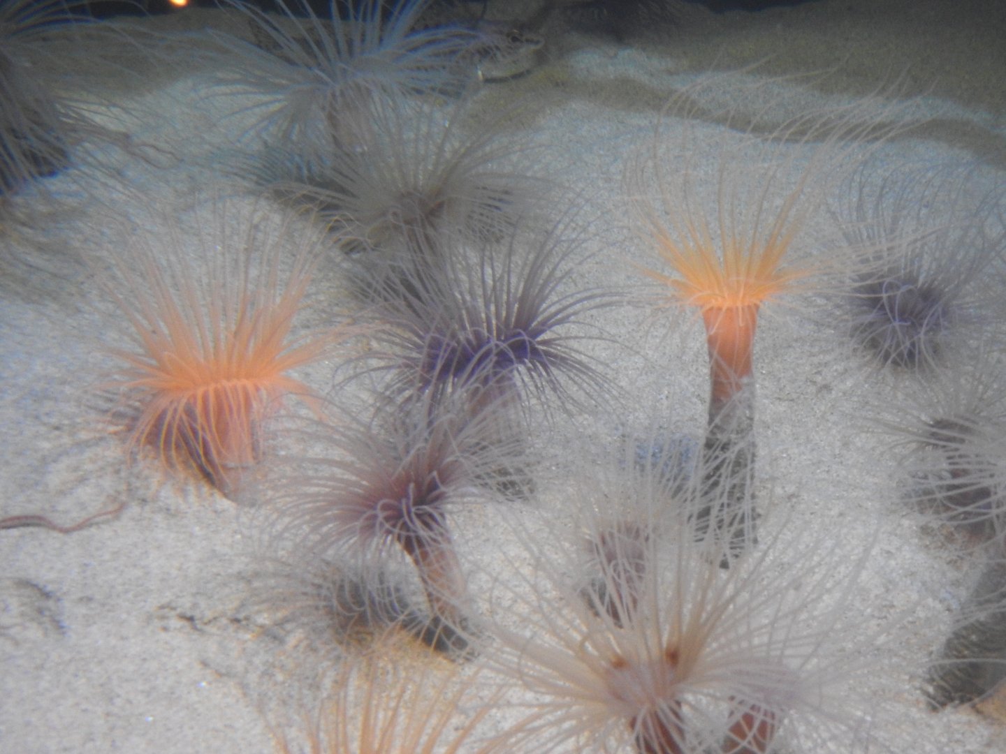 Tube Anemones