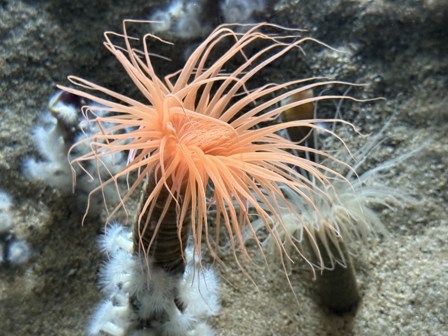 Tube anemones