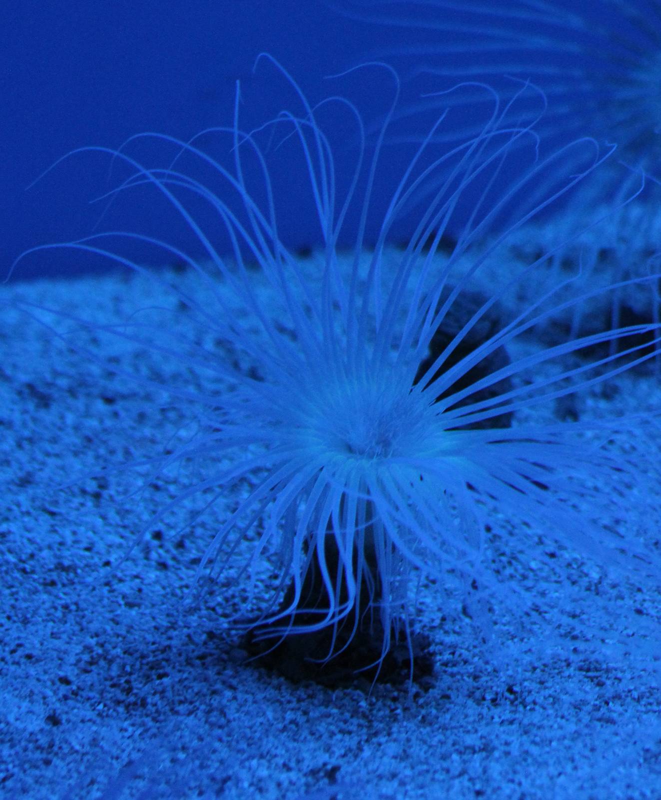 Tube-dwelling anemone ID