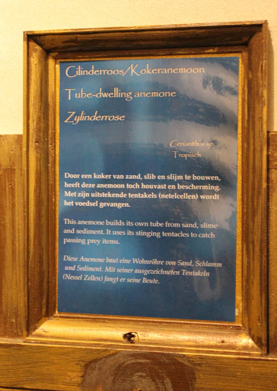 Tube-dwelling anemone info-sign