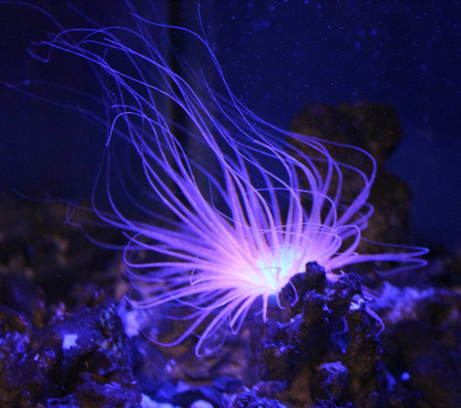 Tube-dwelling anemone