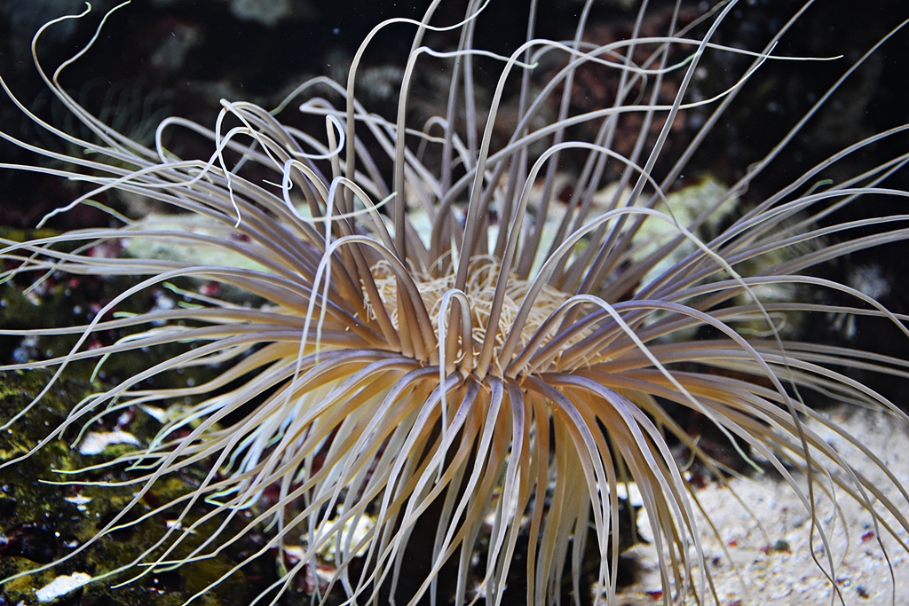 Tube-dwelling anemone