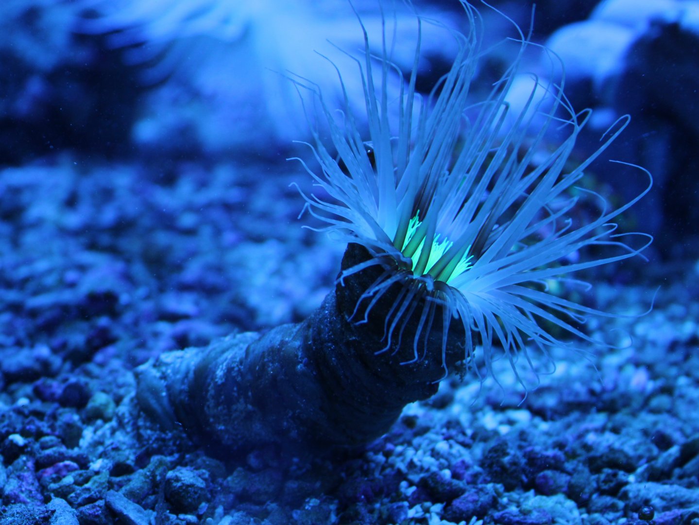 Tube-dwelling anemone