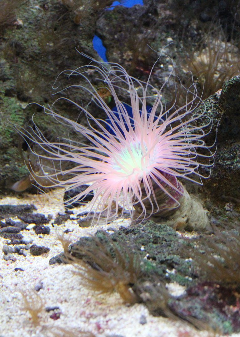 Tube-dwelling anemone
