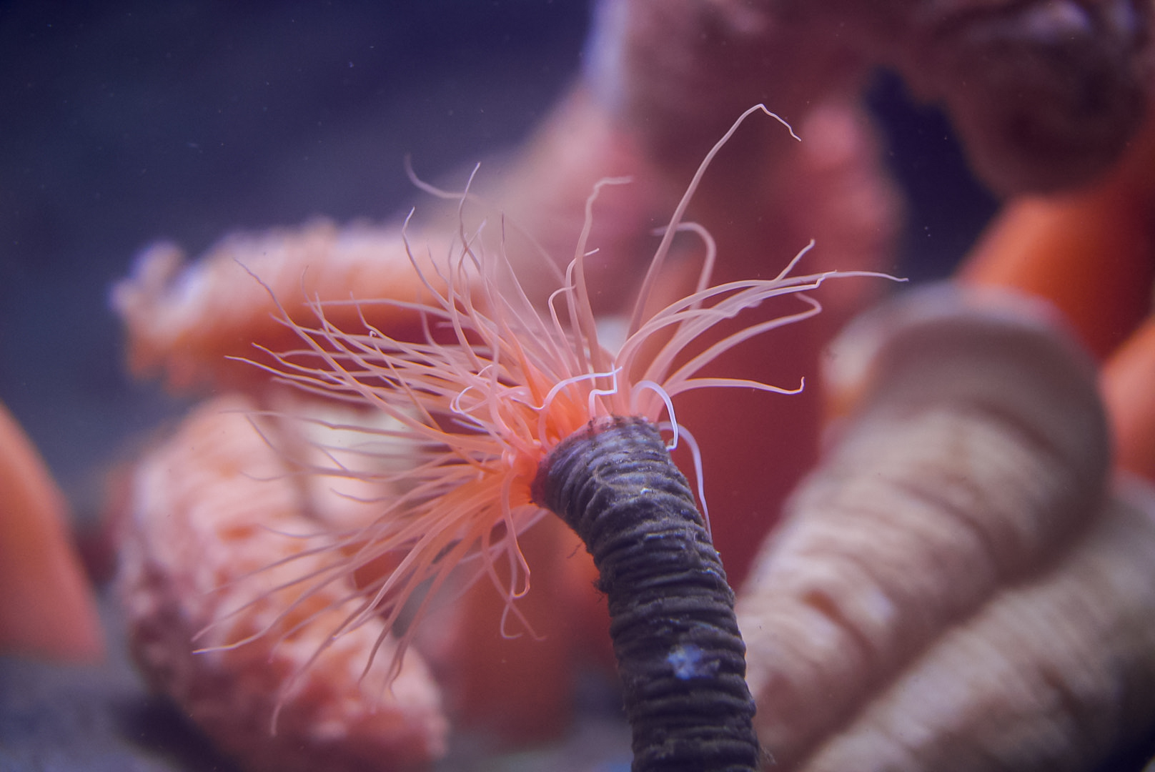 Tube-dwelling Anemone