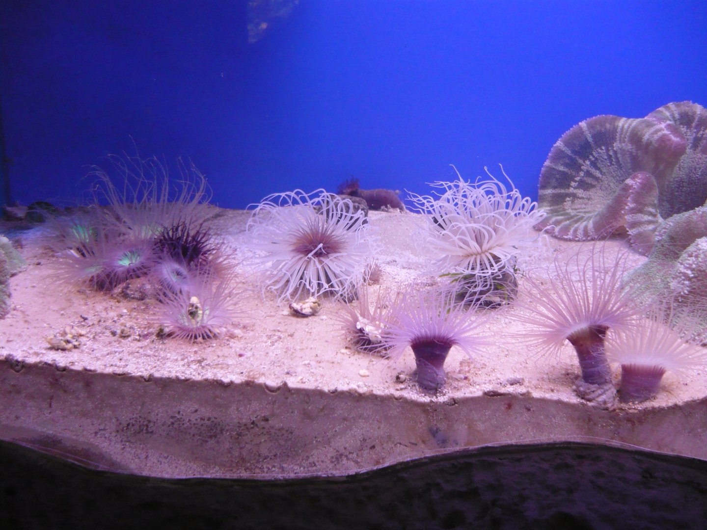 Tube-dwelling anemones and Sea anemones