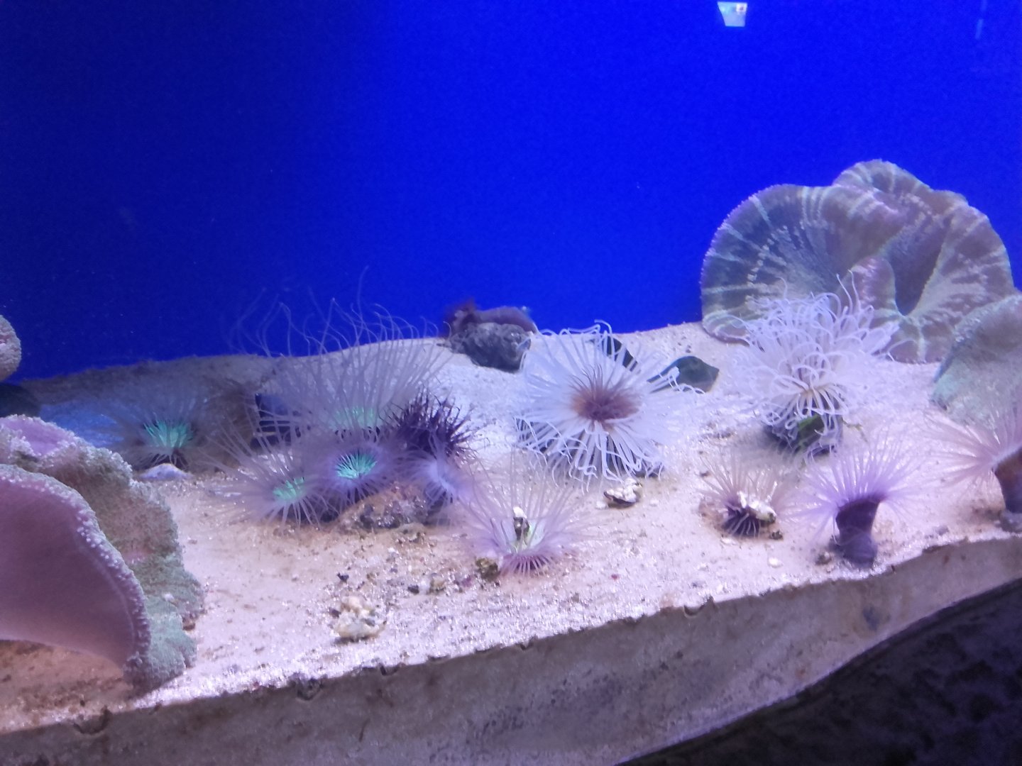 Tube-dwelling anemones and Sea anemones