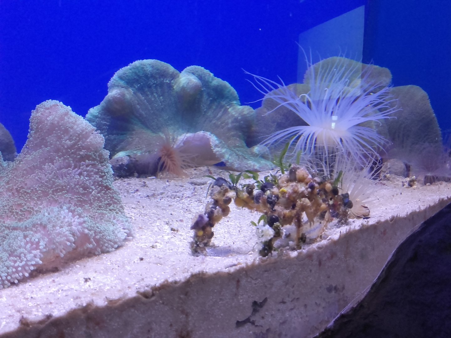 Tube-dwelling anemones, Sea anemones and Decorator spider crab