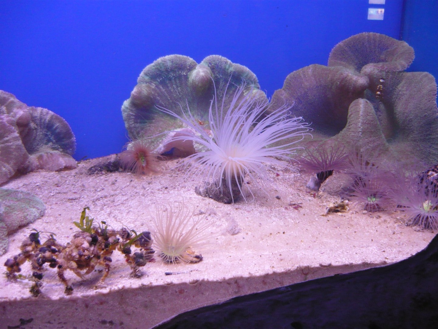 Tube-dwelling anemones, Sea anemones and Spider decorator crab