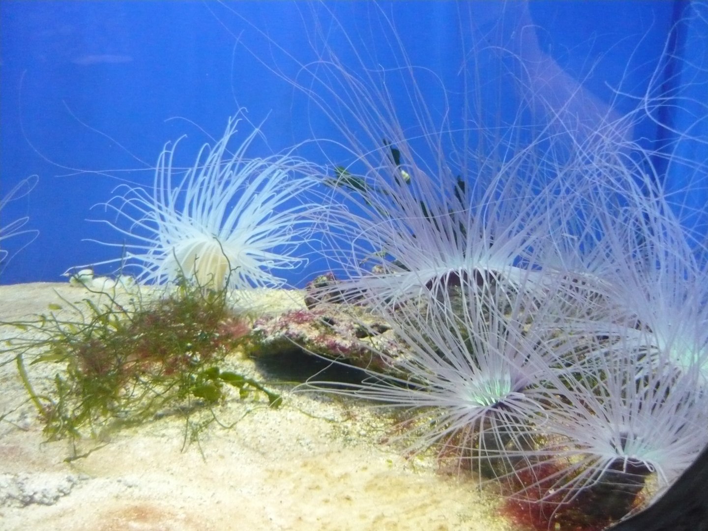 Tube-dwelling anemones