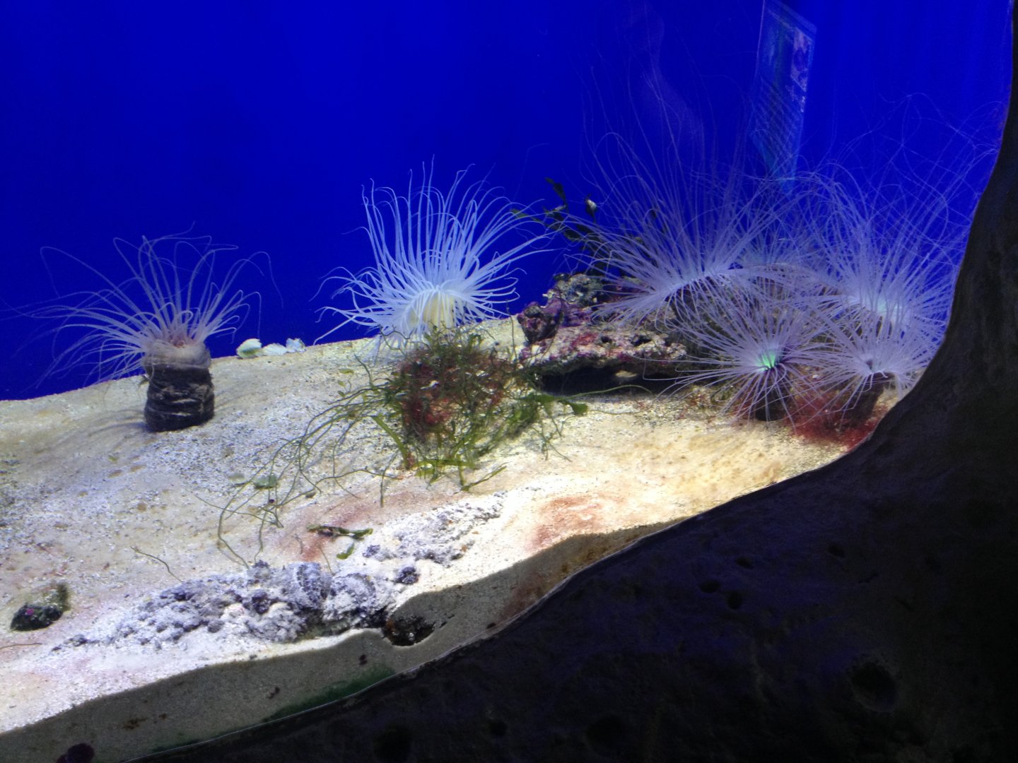 Tube-dwelling anemones