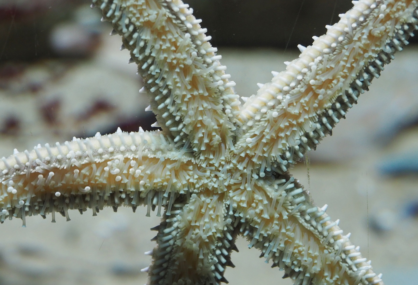 Tube feet of Spiny starfish (Marthasterias glacialis), 2021-06-12