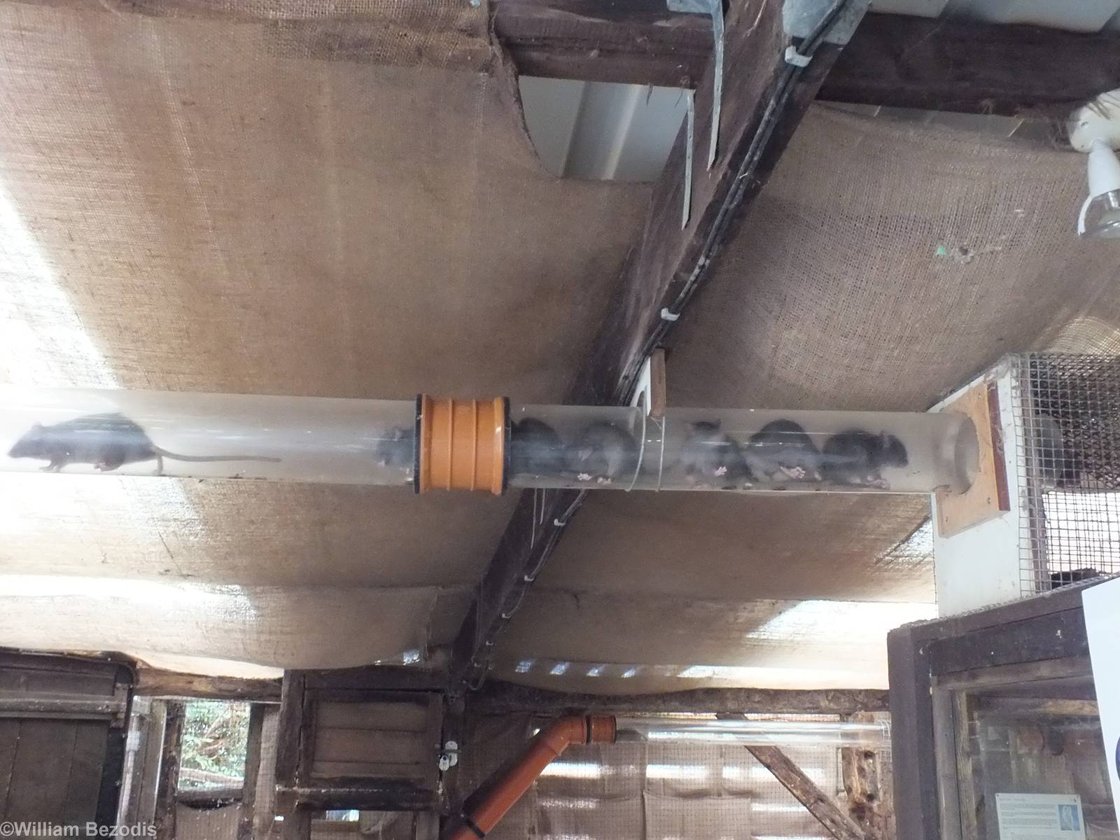 Tube Full of Rats Going Across the Ceiling