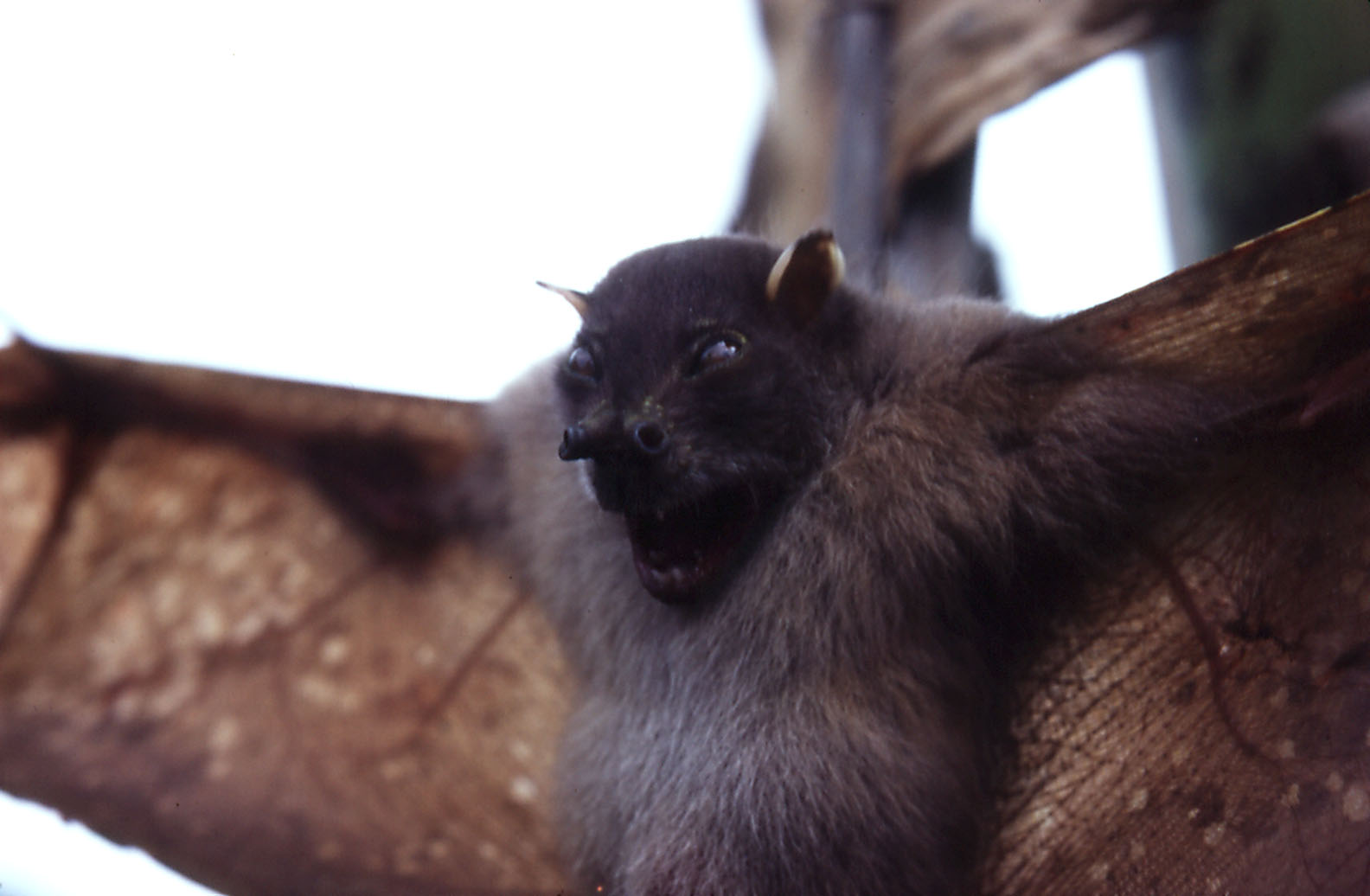 Tube-nosed Bat, Paranyctimene raptor - Munbil, West Sepik, PNG