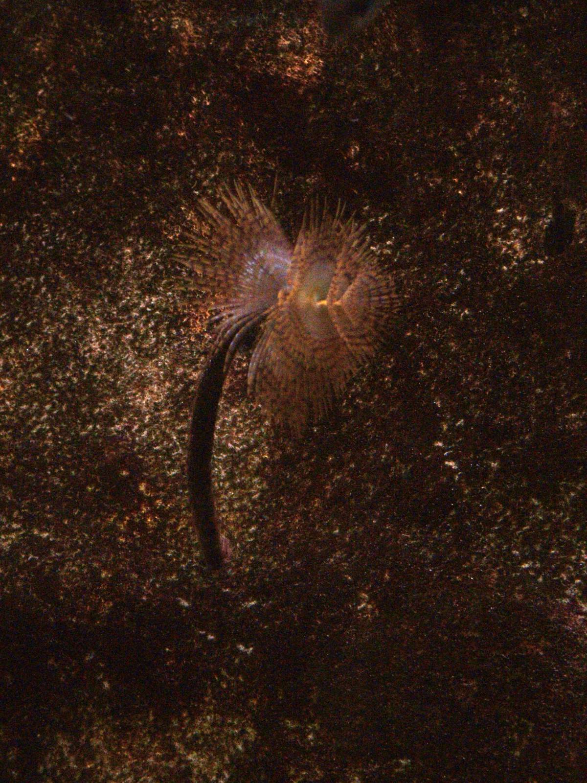 Tube Worm at Barcelona Aquarium, 31/05/11