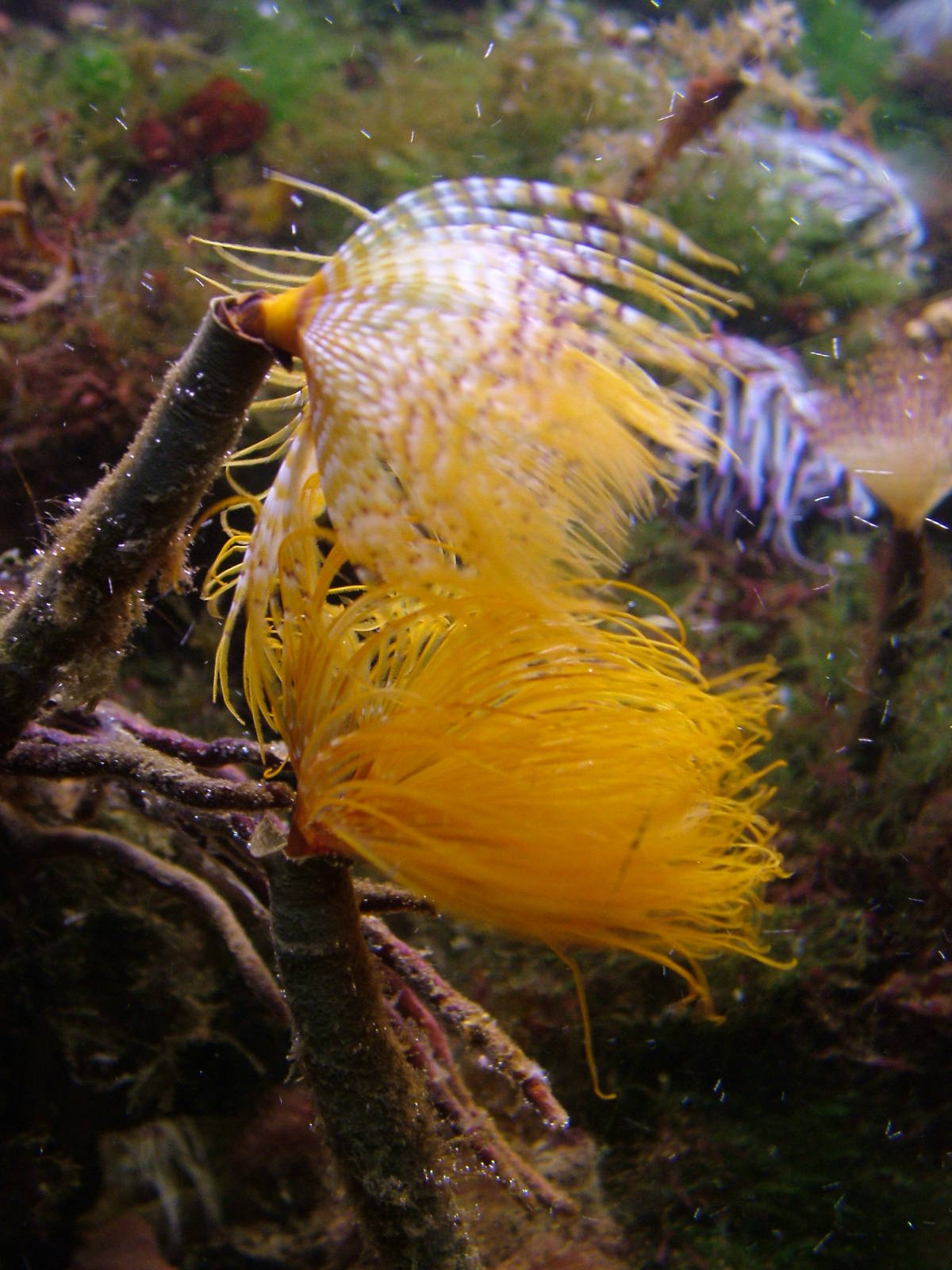 Tube Worms at Vasco da Gama Aquarium, 25/05/11