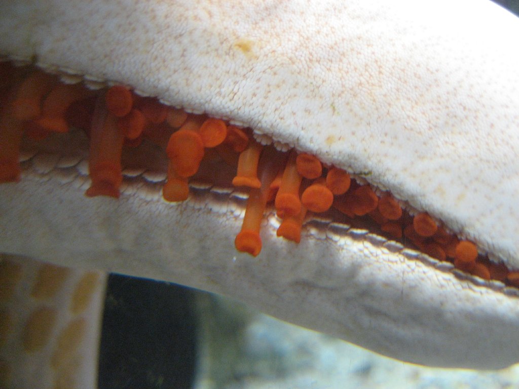 Tubefeet of a Starfish