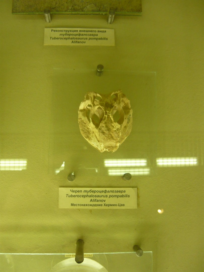 Tubercephalosaurus pompabilis skull