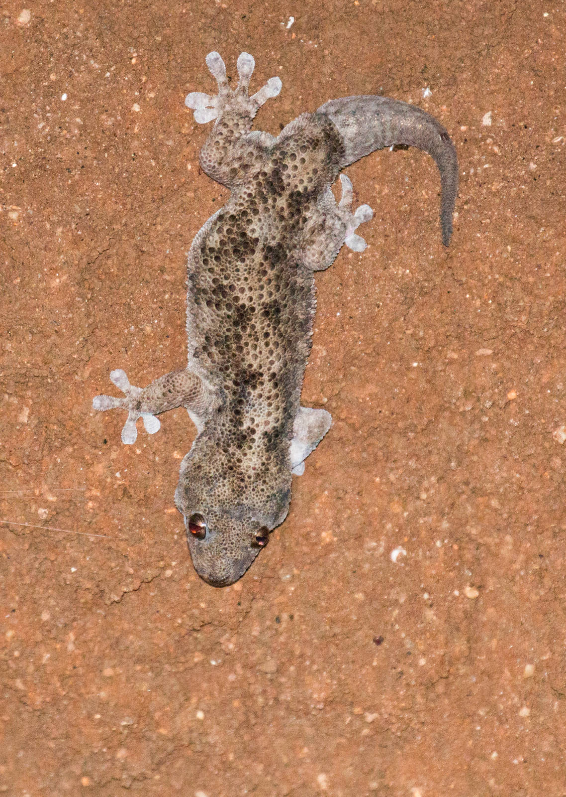 Tuberculate Thick-toed Gecko