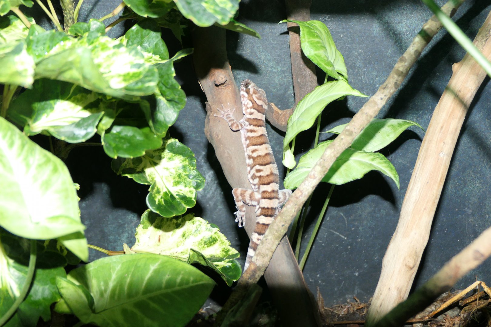 Tuberculated Ring-tailed Gecko (Cyrtodactylus tuberculatus)