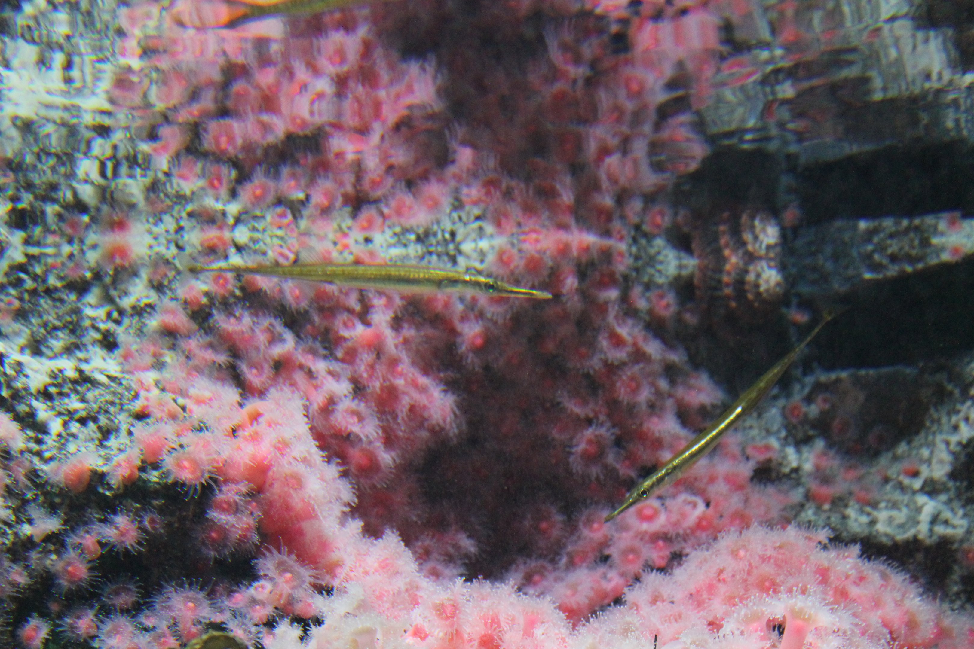 Tubesnout (Aulorhynchus flavidus)