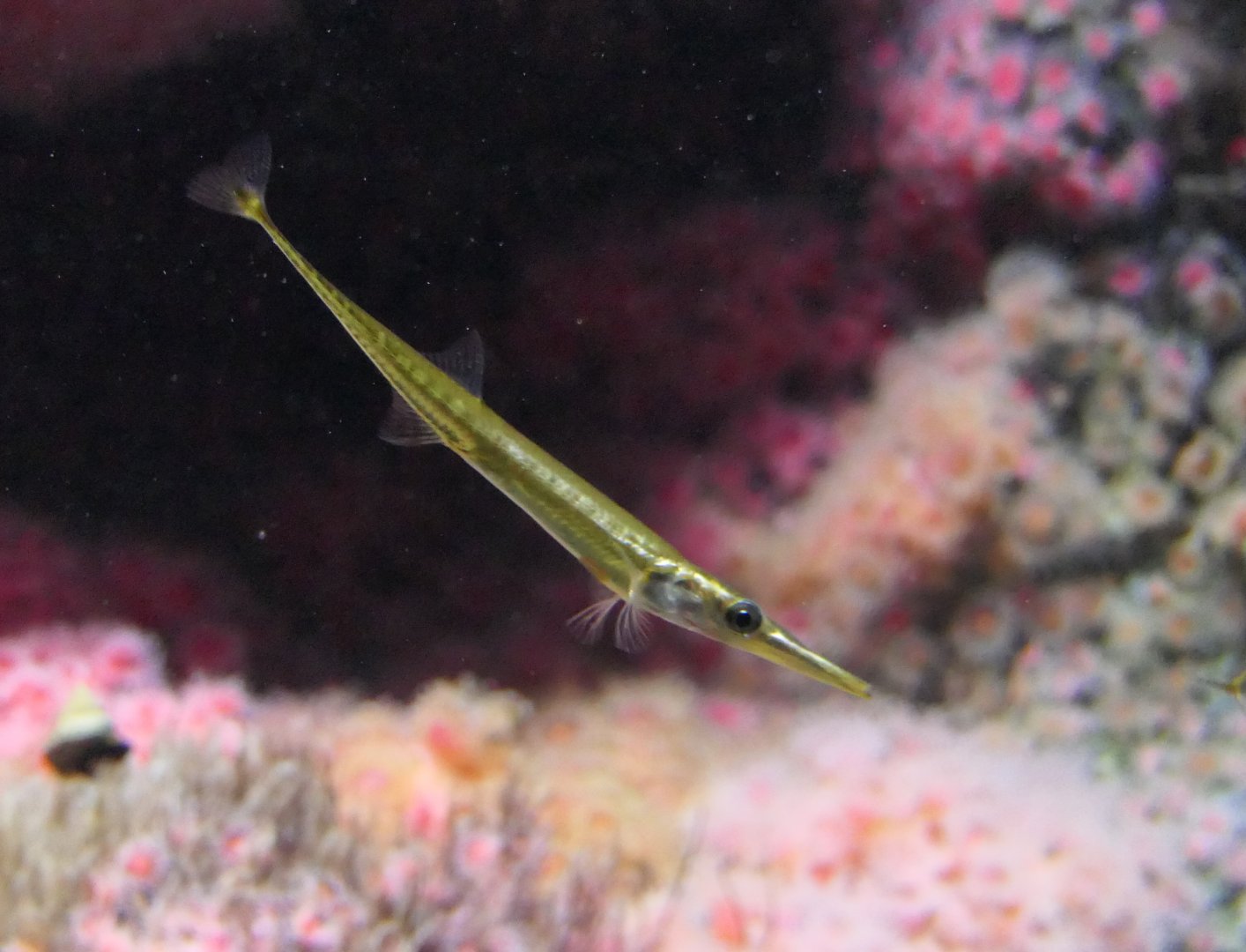 Tubesnout (Aulorhynchus flavidus)