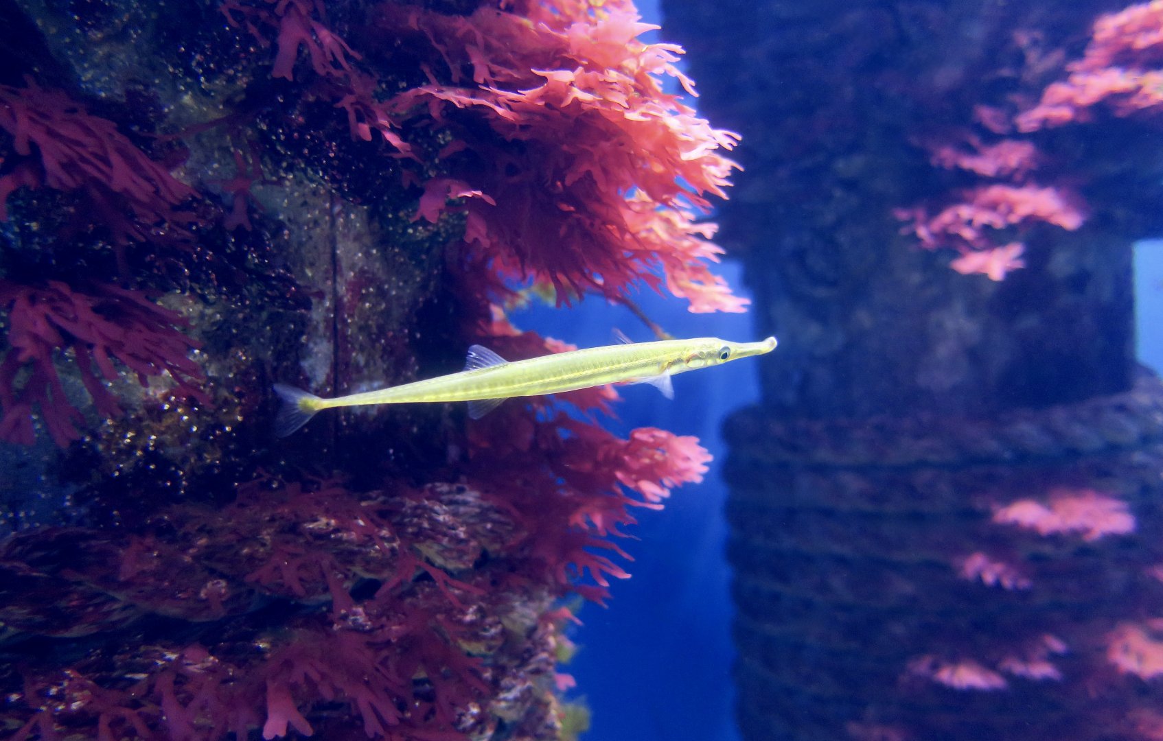 Tubesnout (Aulorhynchus flavidus)