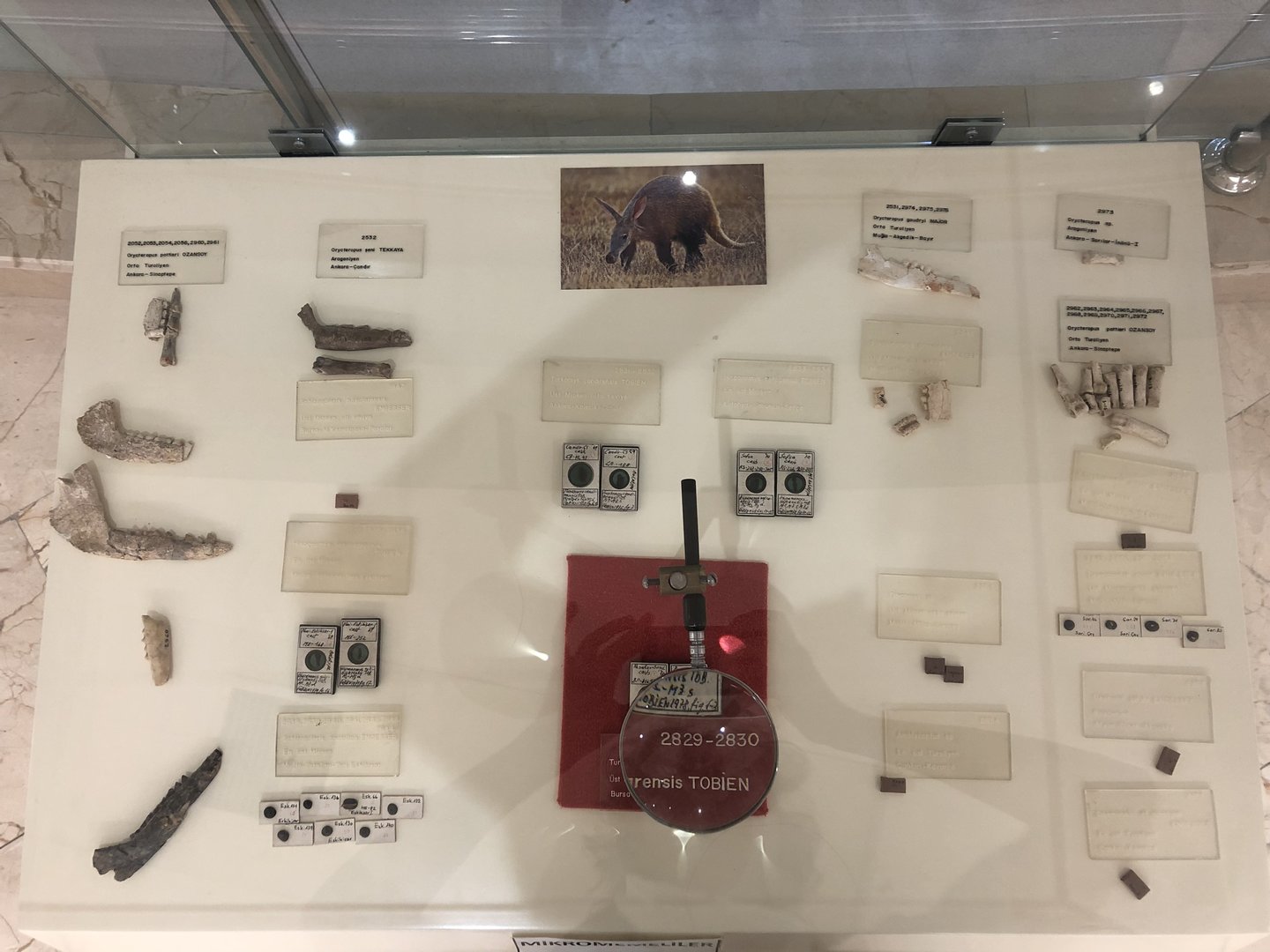 Tubilidentid fosil samples at the MTA Natural History Museum