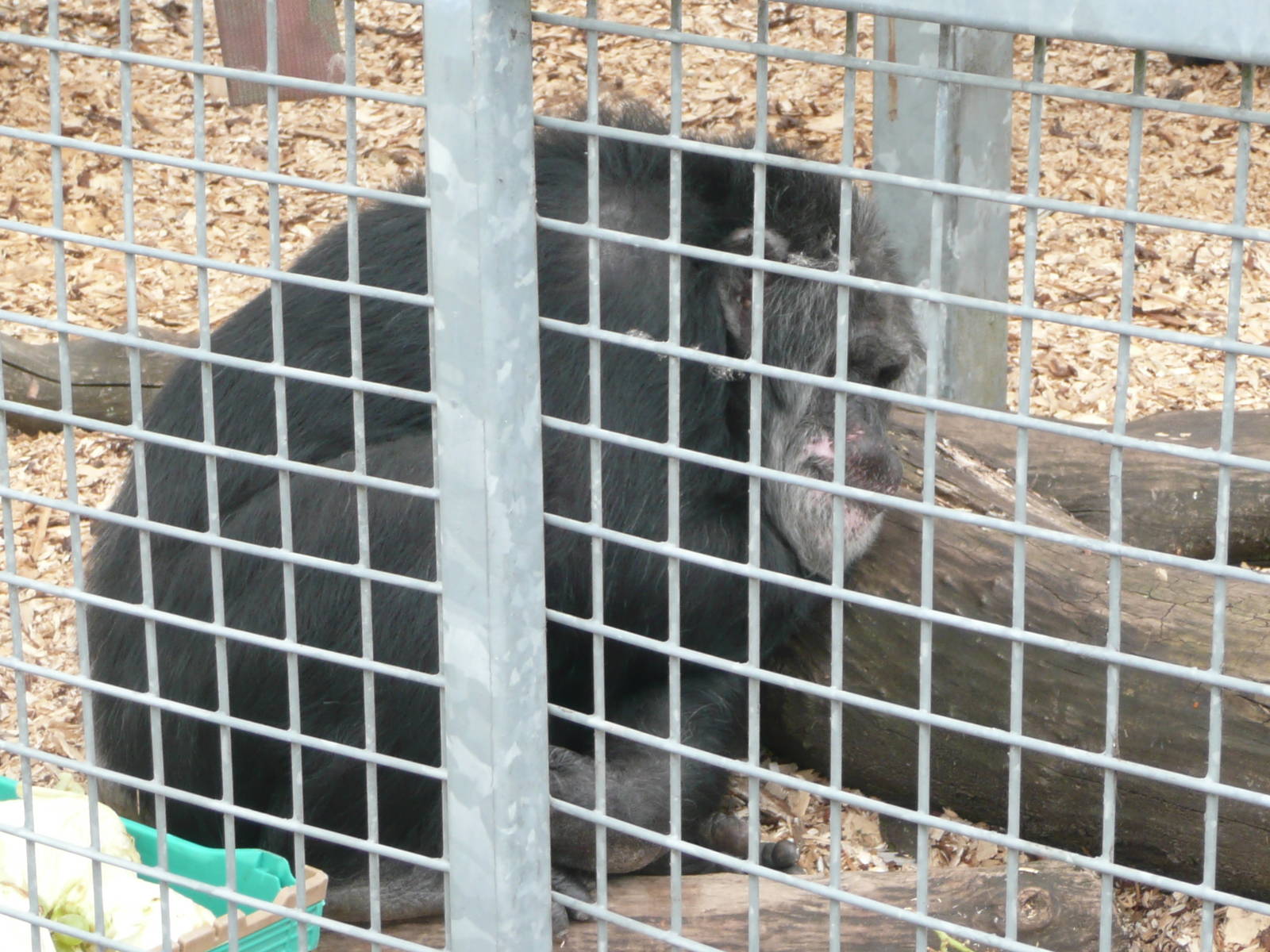 Tubman , ex Mole Hall chimp .