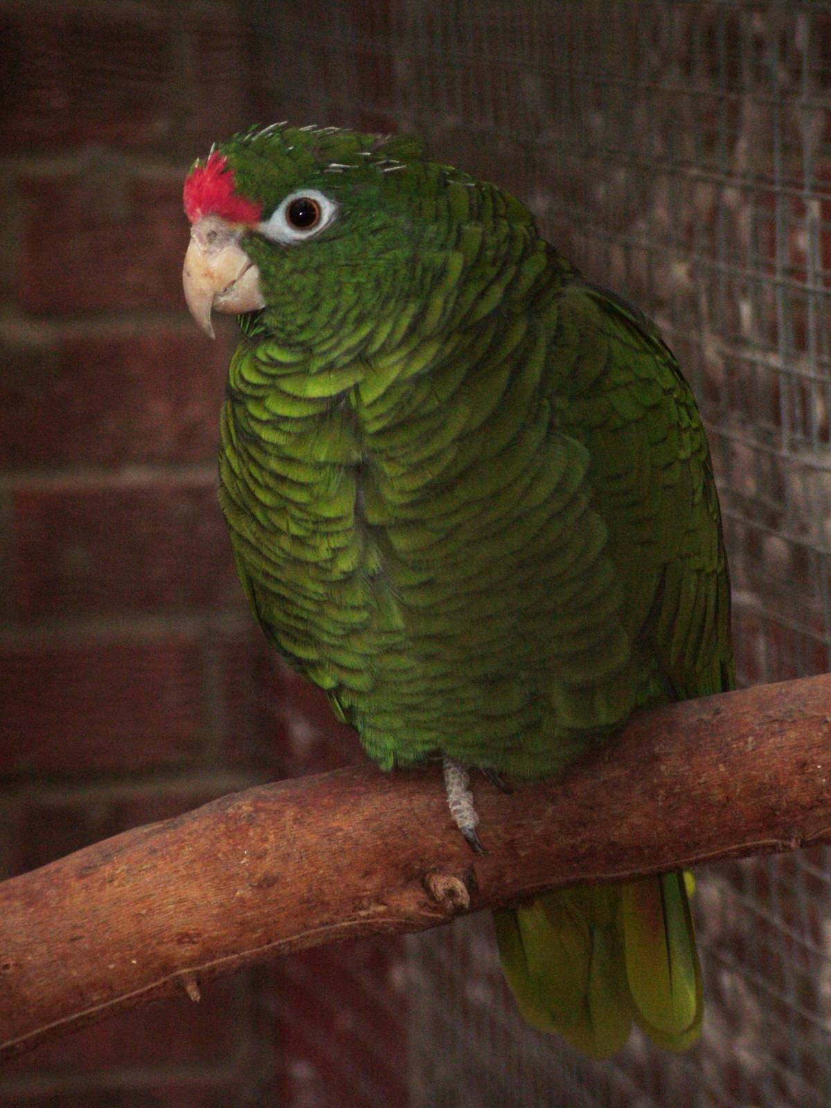 Tucaman Amazon at Wingham 28/11/09