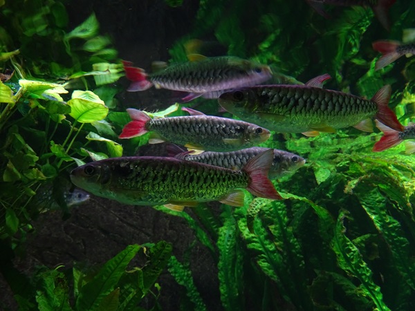 Tucan fish (Chalceus erythrurus)