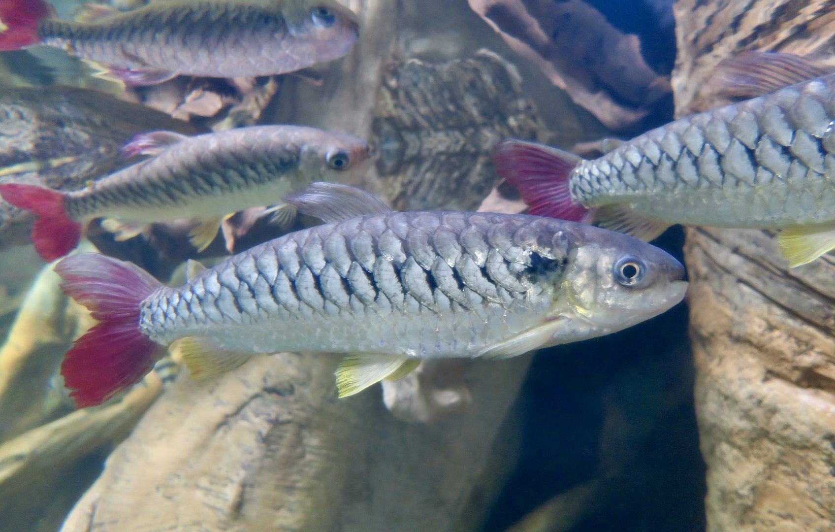 Tucan Fish (Chalceus erythrurus)