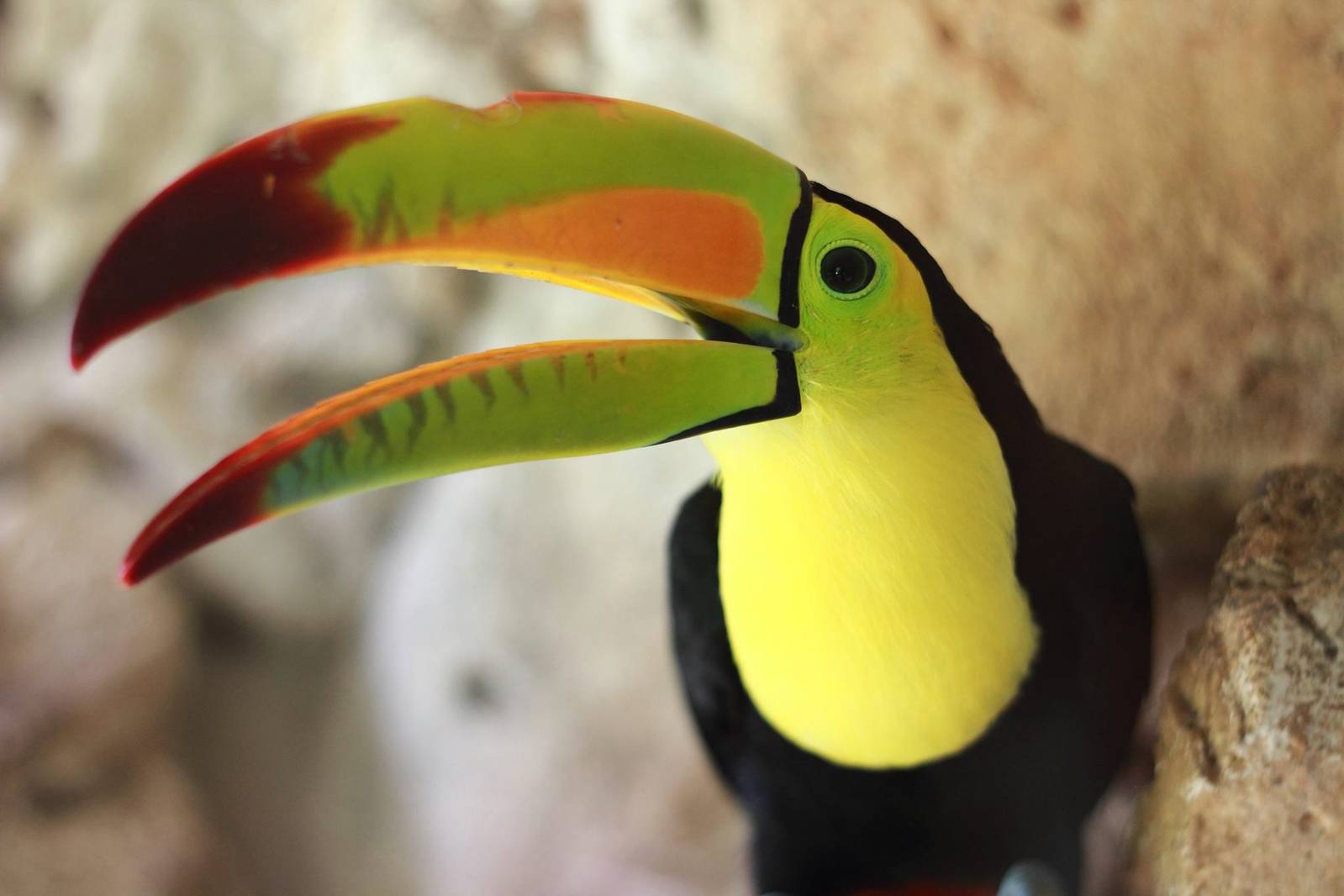 Tucan