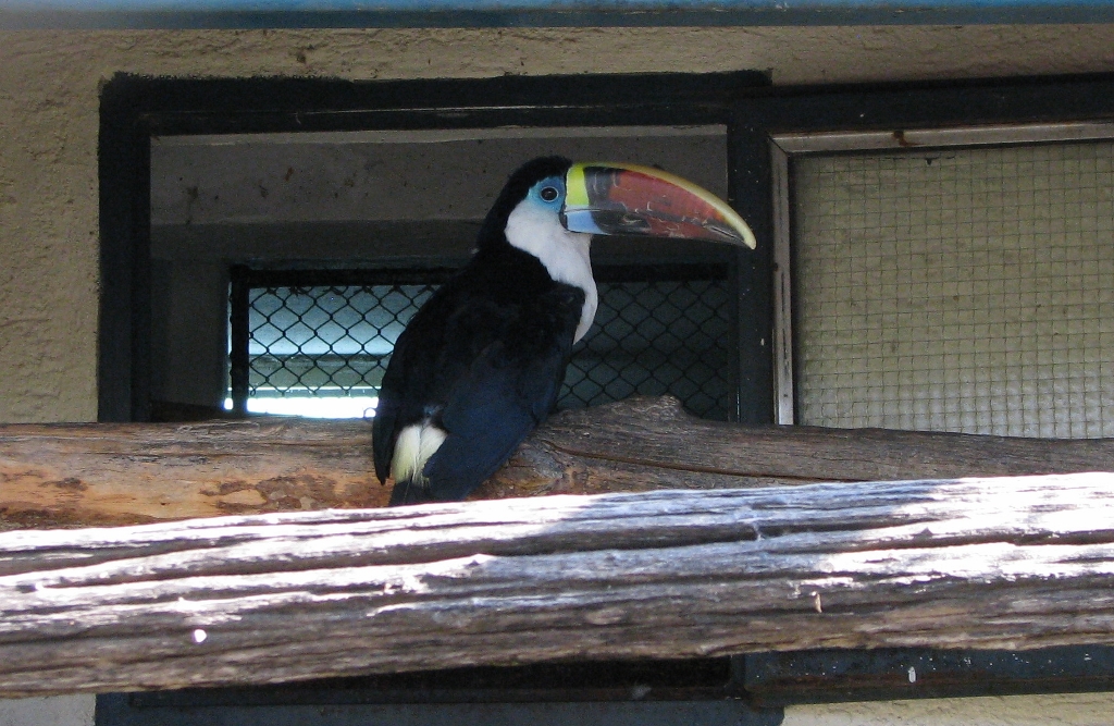 Tucan