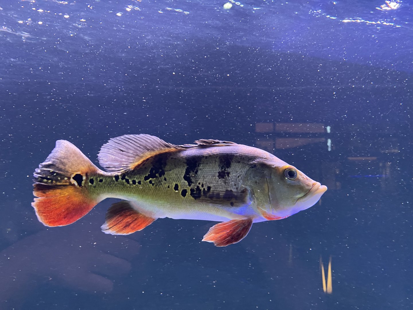tucanare peacock bass (cichla monoculus) (1)