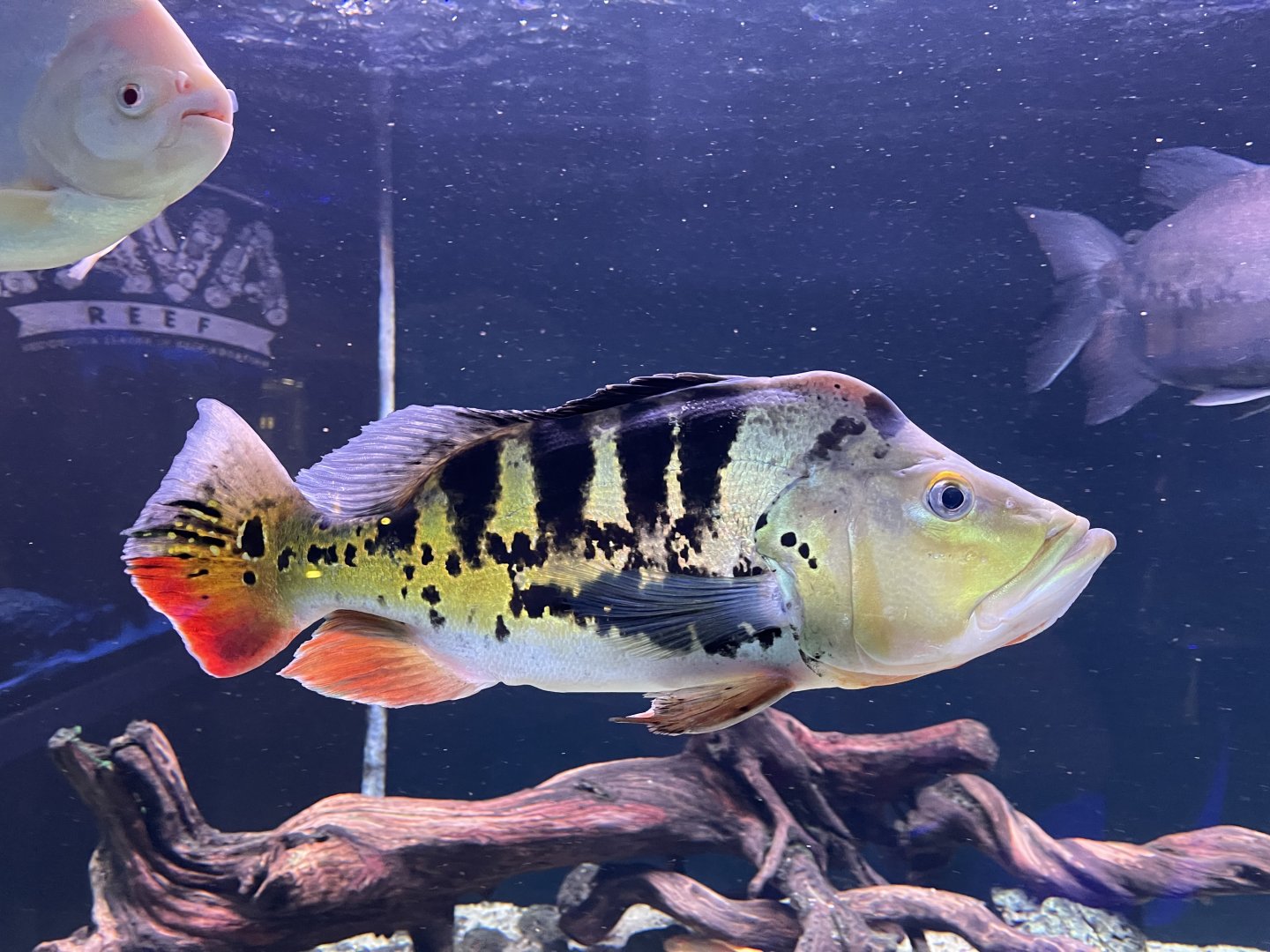 tucanare peacock bass (cichla monoculus) (2)