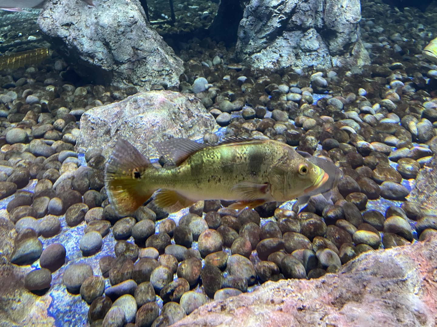 tucanare peacock bass (cichla monoculus) - BX Sea