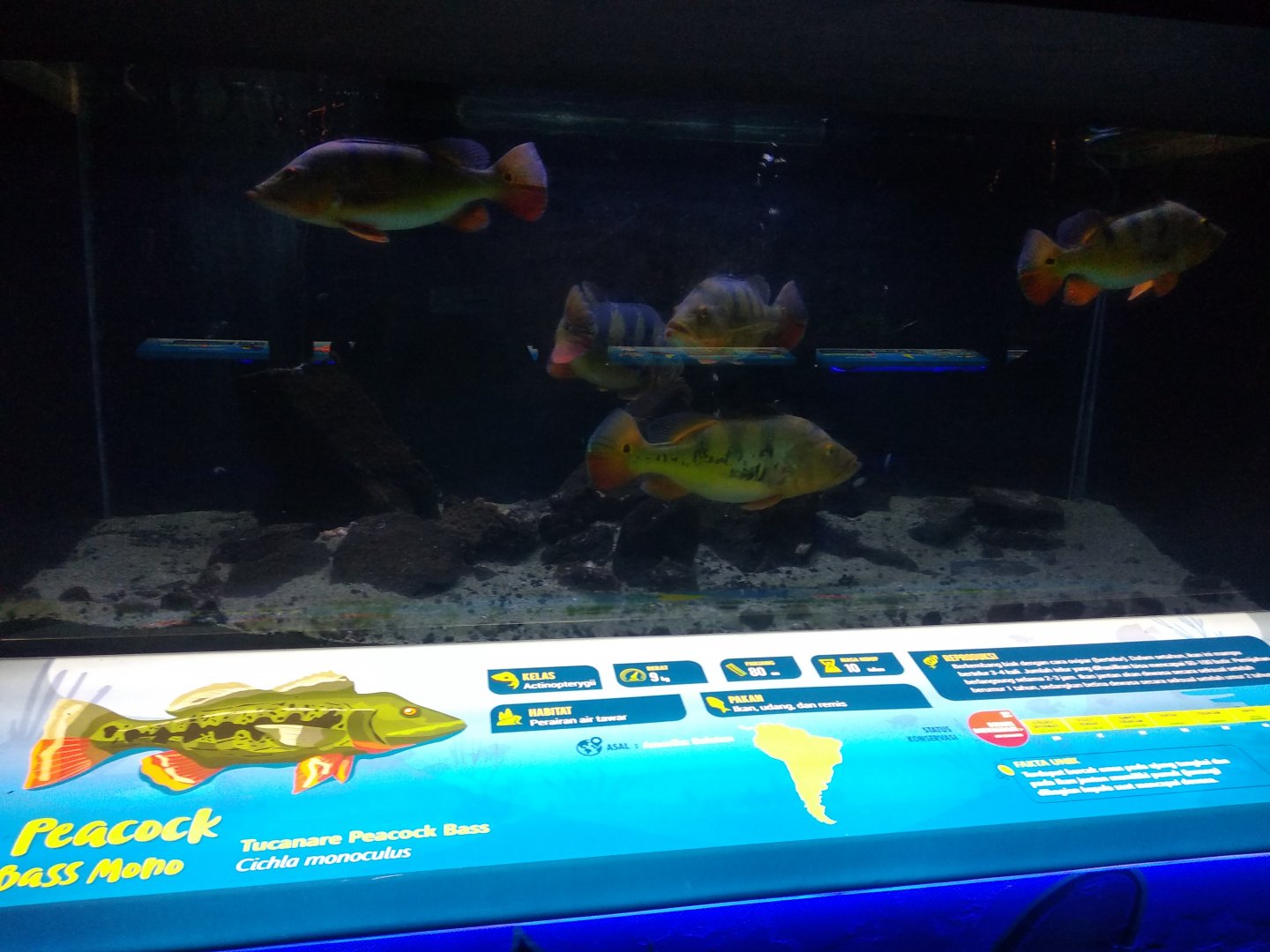 Tucanare peacock bass information panel