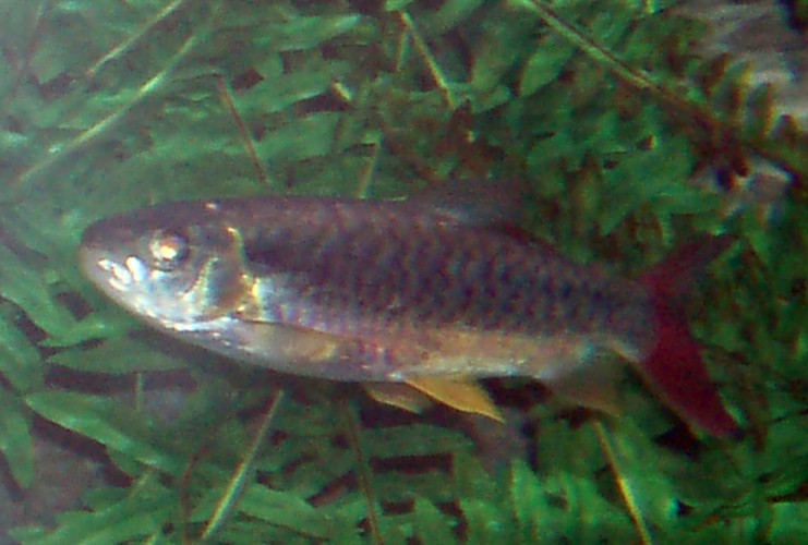 Tucanfish (Chalceus erythrurus)